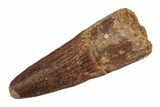 Baby Spinosaurus Tooth - Real Dinosaur Tooth #204370-1